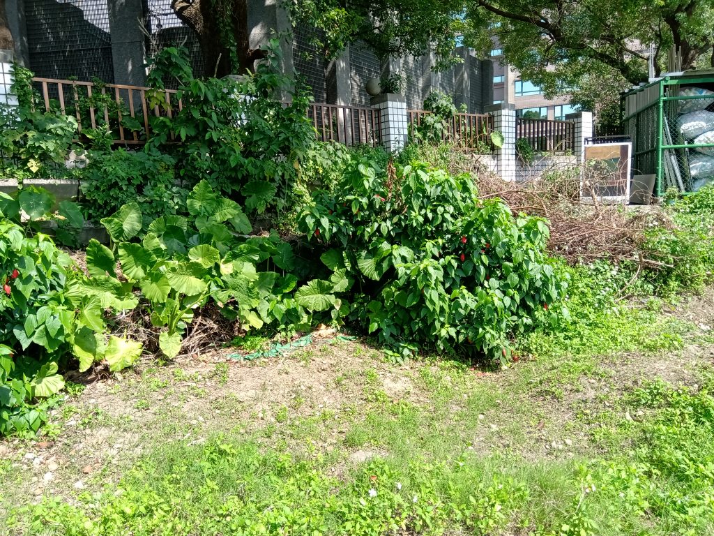 公館校區農田3